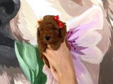 Sağlık Irk Garantili Toy Poodle Yavrularımız