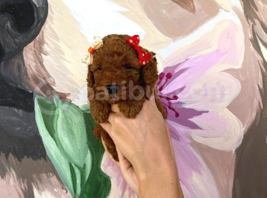 Sağlık Irk Garantili Toy Poodle Yavrularımız görsel