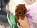 Sağlık ırk garantili toy poodle yavrularımız