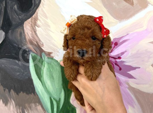 Sağlık Irk Garantili Toy Poodle Yavrularımız