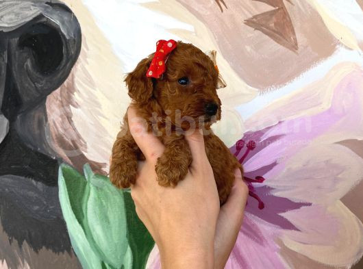 Sağlık Irk Garantili Toy Poodle Yavrularımız görsel