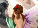 Sağlık Ve Irk Garantili Toy Poodle Yavrularımız