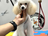Silver Bej beyaz Toy Poodle ırk ve sağlık garantili 