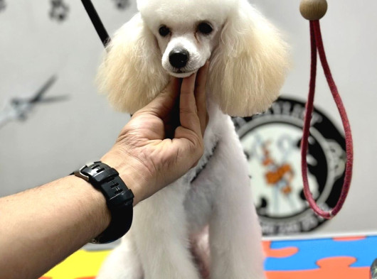 Silver Bej Beyaz Toy Poodle Irk Ve Sağlık Garantili 