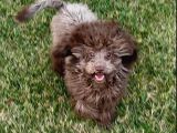 Silver Bej Beyaz Toy Poodle Irk Ve Sağlık Garantili 