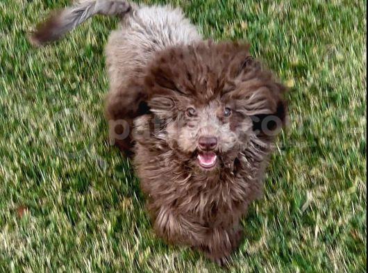 Silver Bej Beyaz Toy Poodle Irk Ve Sağlık Garantili  görsel