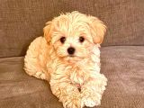 Maltipo cinsi yavrular kahve tonlu mini boy puppy