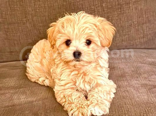 Maltipo Cinsi Yavrular Kahve Tonlu Mini Boy Puppy