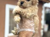 Tr de tek güzellikte poodle bebek