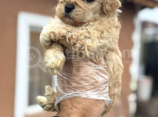 Tr De Tek Güzellikte Poodle Bebek