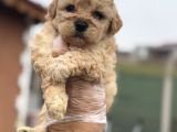 Tr De Tek Güzellikte Poodle Bebek