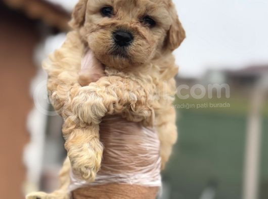 Tr De Tek Güzellikte Poodle Bebek görsel