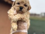 Tr De Tek Güzellikte Poodle Bebek
