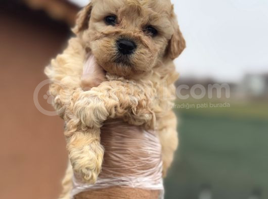 Tr De Tek Güzellikte Poodle Bebek görsel