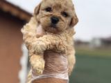 Tr De Tek Güzellikte Poodle Bebek