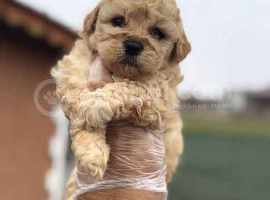 Tr De Tek Güzellikte Poodle Bebek görsel