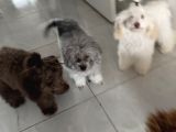 Silver Bej Beyaz Toy Poodle Irk Ve Sağlık Garantili 