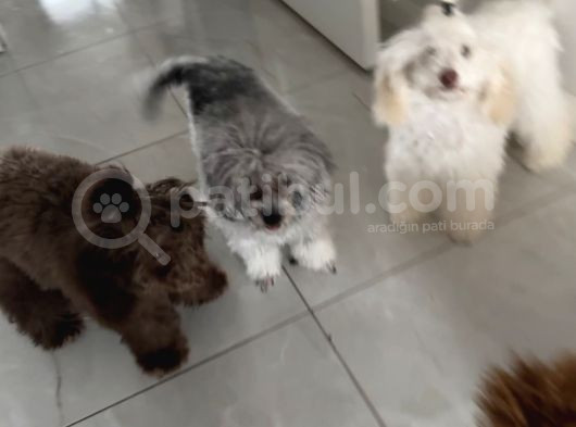 Silver Bej Beyaz Toy Poodle Irk Ve Sağlık Garantili  görsel
