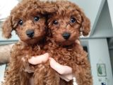 Çok uygun Toypoodle