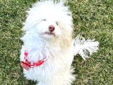 Silver Bej Beyaz Toy Poodle Irk Ve Sağlık Garantili 