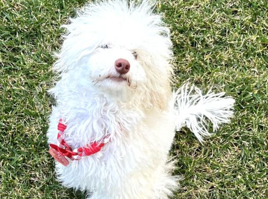 Silver Bej Beyaz Toy Poodle Irk Ve Sağlık Garantili  görsel