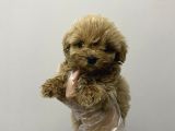 Kore maltipoo bebekler kilo garantili