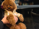 eğitimli toy poodle