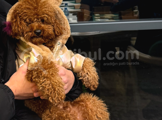 Eğitimli Toy Poodle