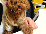 Eğitimli Toy Poodle