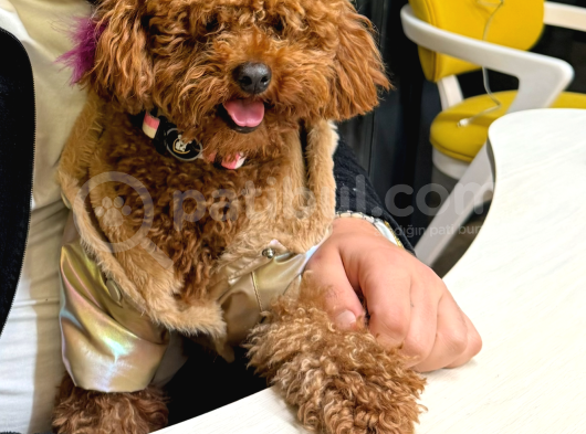 Eğitimli Toy Poodle görsel