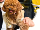 Eğitimli Toy Poodle