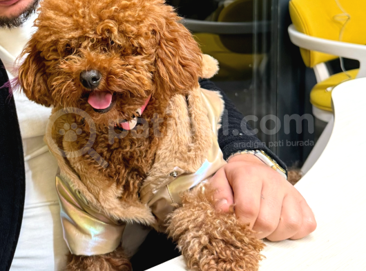 Eğitimli Toy Poodle görsel