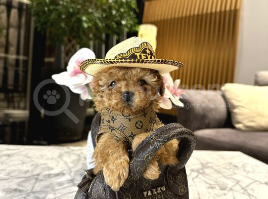 Micro Boy Konsept Oğlumuz Vegas görsel