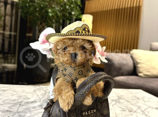 Micro Boy Konsept Oğlumuz Vegas görsel