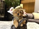 Micro boy konsept oğlumuz Vegas