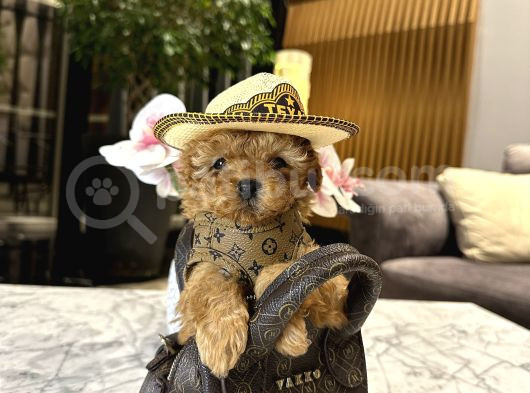 Micro boy konsept oğlumuz Vegas