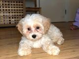 Maltipo Cinsi Yavrular Kahve Tonlu Mini Boy Puppy