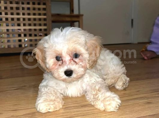 Maltipo Cinsi Yavrular Kahve Tonlu Mini Boy Puppy görsel