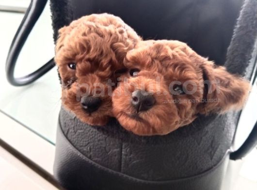 Çok Uygun Toypoodle görsel