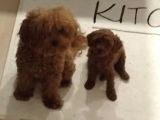 Çok Uygun Toypoodle