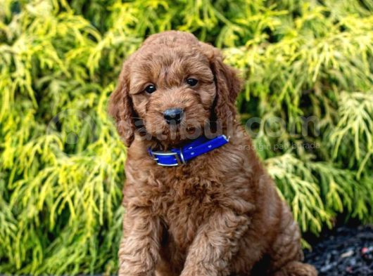 Teacup 2 Kg Garanti̇si̇ Altinda Kirmizi Red Tooy Poodle