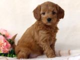 Teacup 2 Kg Garanti̇si̇ Altinda Kirmizi Red Tooy Poodle