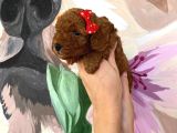 Sağlık Ve Irk Garantili Toy Poodle Yavrularımız
