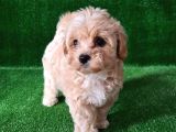 Anti alerjik ender irk Maltipoo yavrular