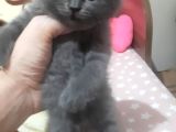 Minik Afacan British Short Hair Yavrumuz