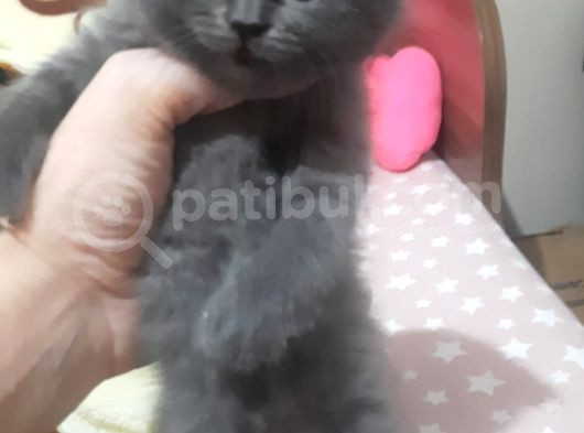 Minik Afacan British Short Hair Yavrumuz görsel