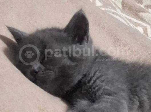 Minik Afacan British Short Hair Yavrumuz