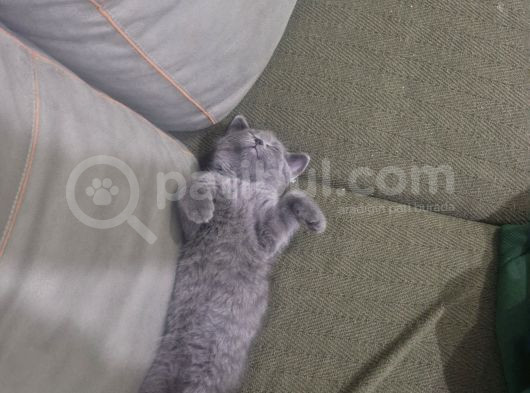 Minik Afacan British Short Hair Yavrumuz görsel
