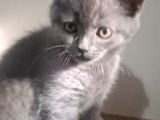 Minik Afacan British Short Hair Yavrumuz