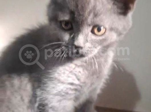 Minik Afacan British Short Hair Yavrumuz görsel